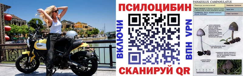 OMG ссылка  Чайковский  Псилоцибиновые грибы Magic Shrooms 